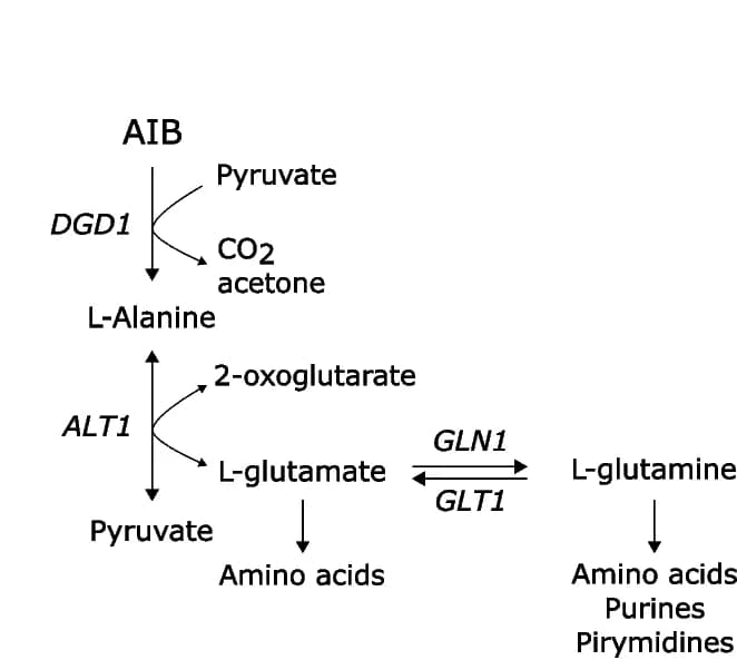 Open access visualization of Workflow, Flowchart, Mutant Strain, Growth Inhibition, Alanine