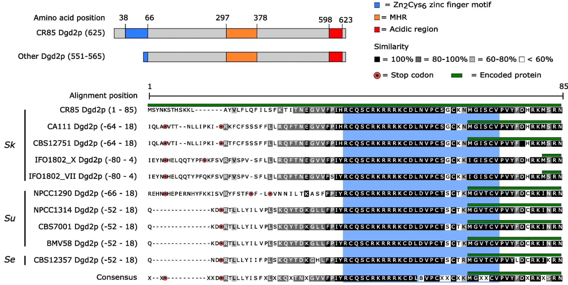 Open access visualization of Illustration, Dgd2p, Functional sites, Amino acid sequences, Orthologous nucleotide sequence