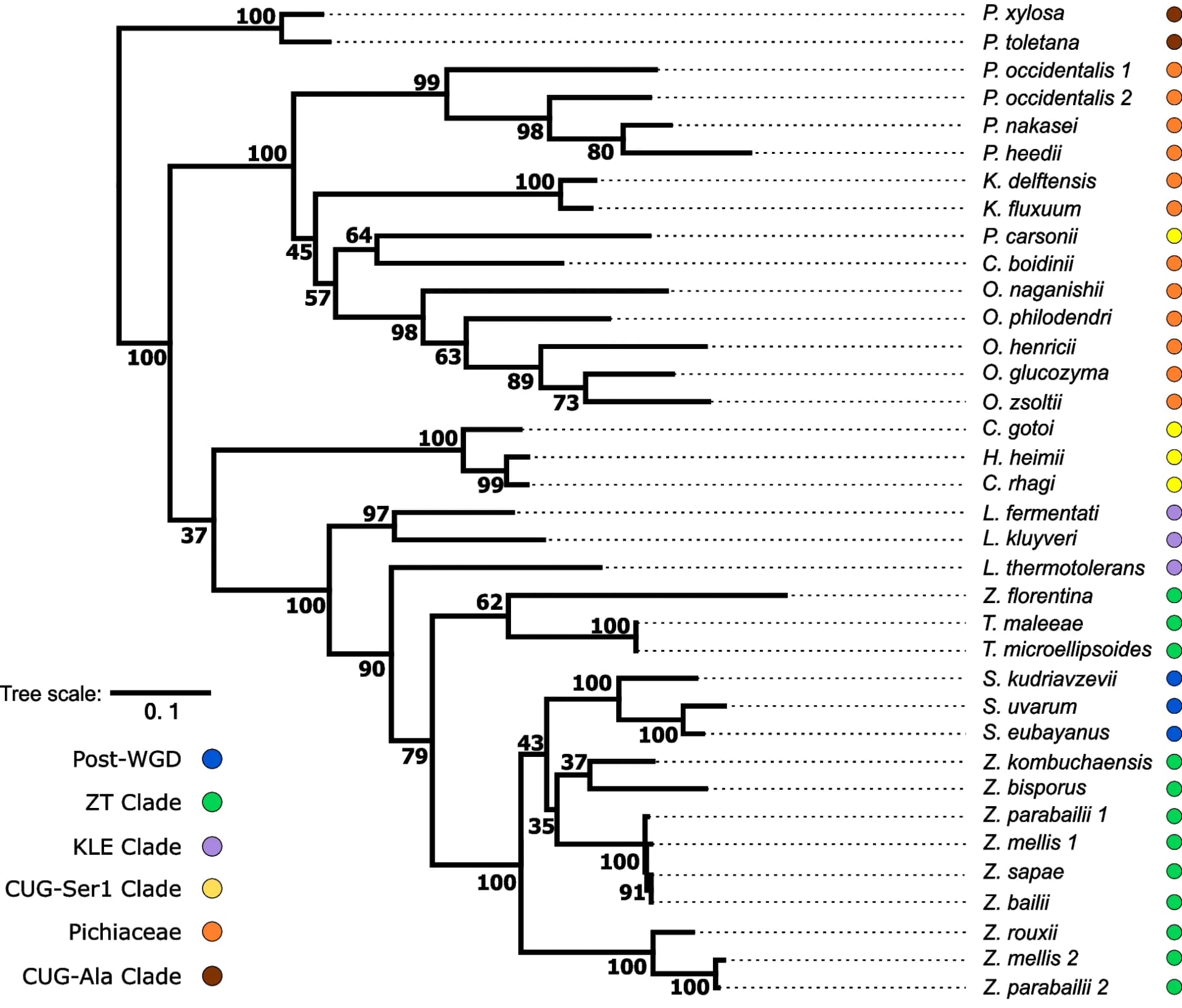 Open access visualization of Network, DGD1, Phylogenetic Tree, Maximum Likelihood, Saccharomycotina