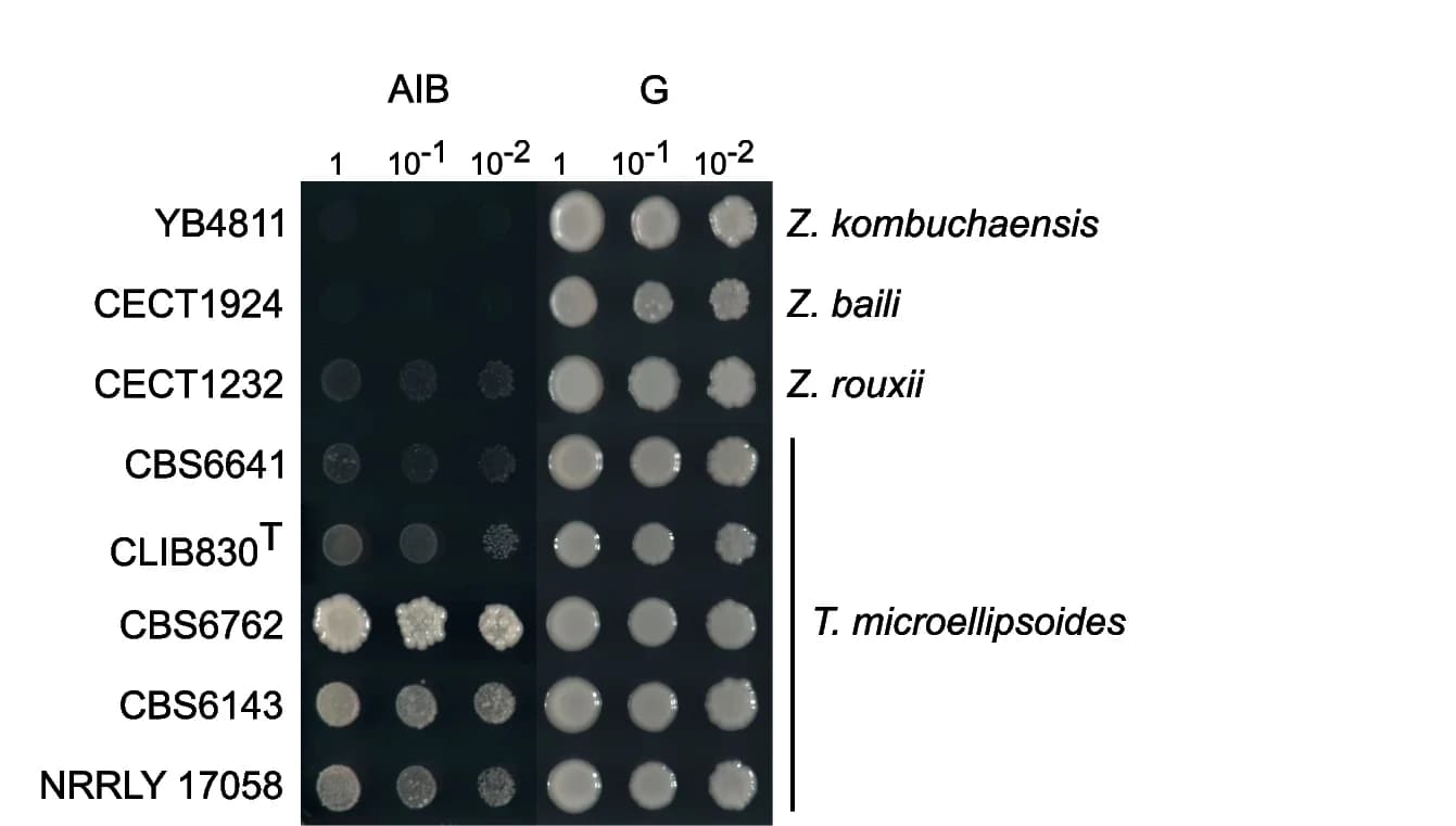 Open access visualization of Gel, Growth Phenotype, Zygosaccharomyces, Torulaspora, AIB