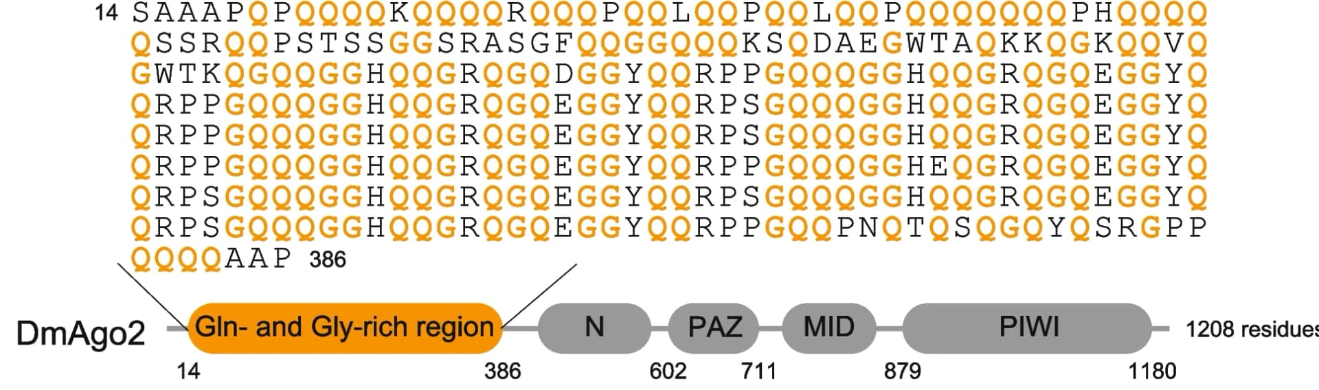 Open access visualization of Workflow, Illustration, DmAgo2 Protein, N-terminal Region, Conserved Domains