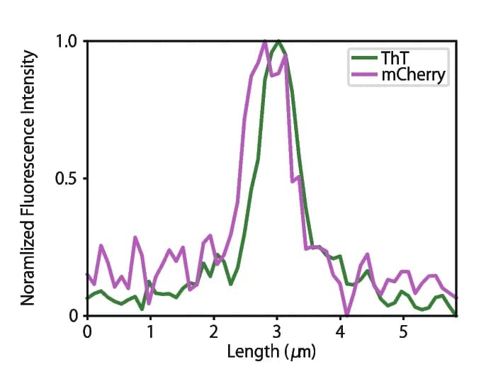 Open access visualization of Line Plot, Fluorescence Intensity Profiles, mCherry, ThT, Merged Image