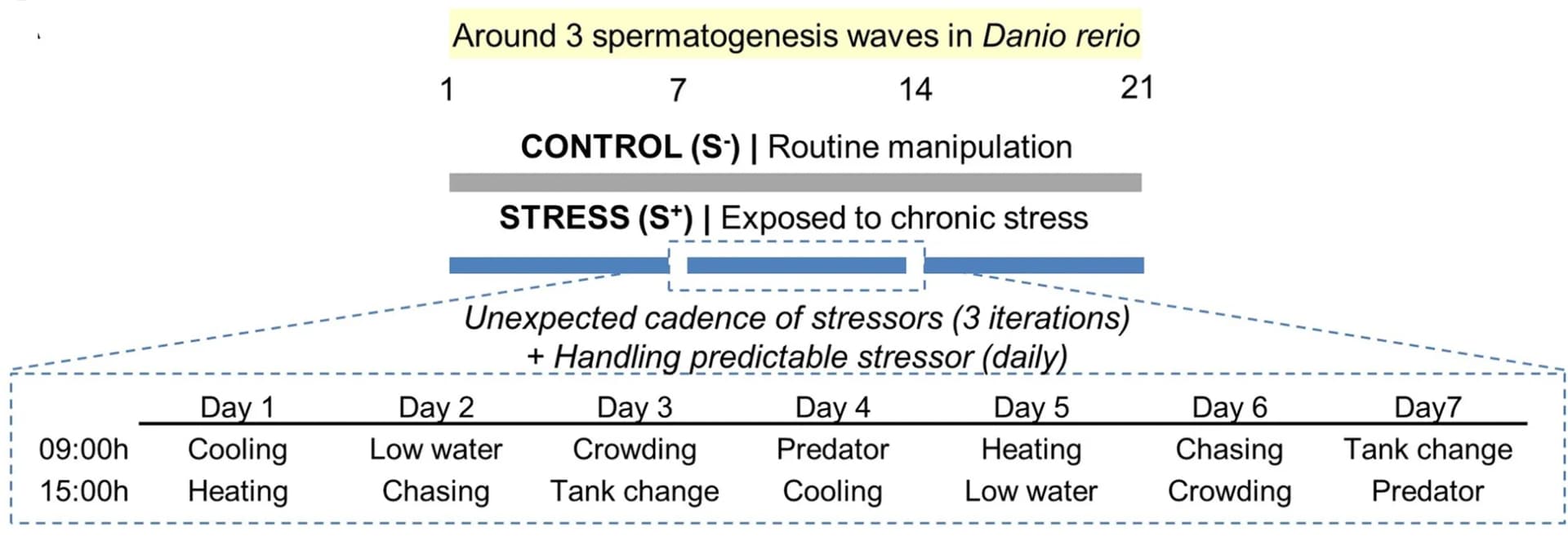 Open access visualization of Workflow, Illustration, Chronic Stress, Spermatogenesis, Zebrafish
