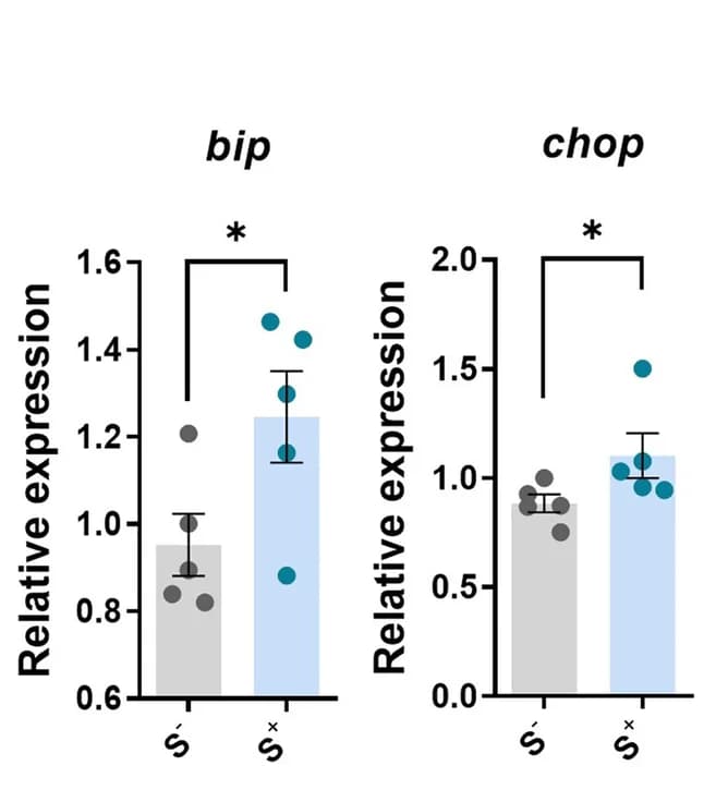 Open access visualization of Bar Plot, Error Bars, Scatter Plot, Relative Gene Expression, Zebrafish Brain