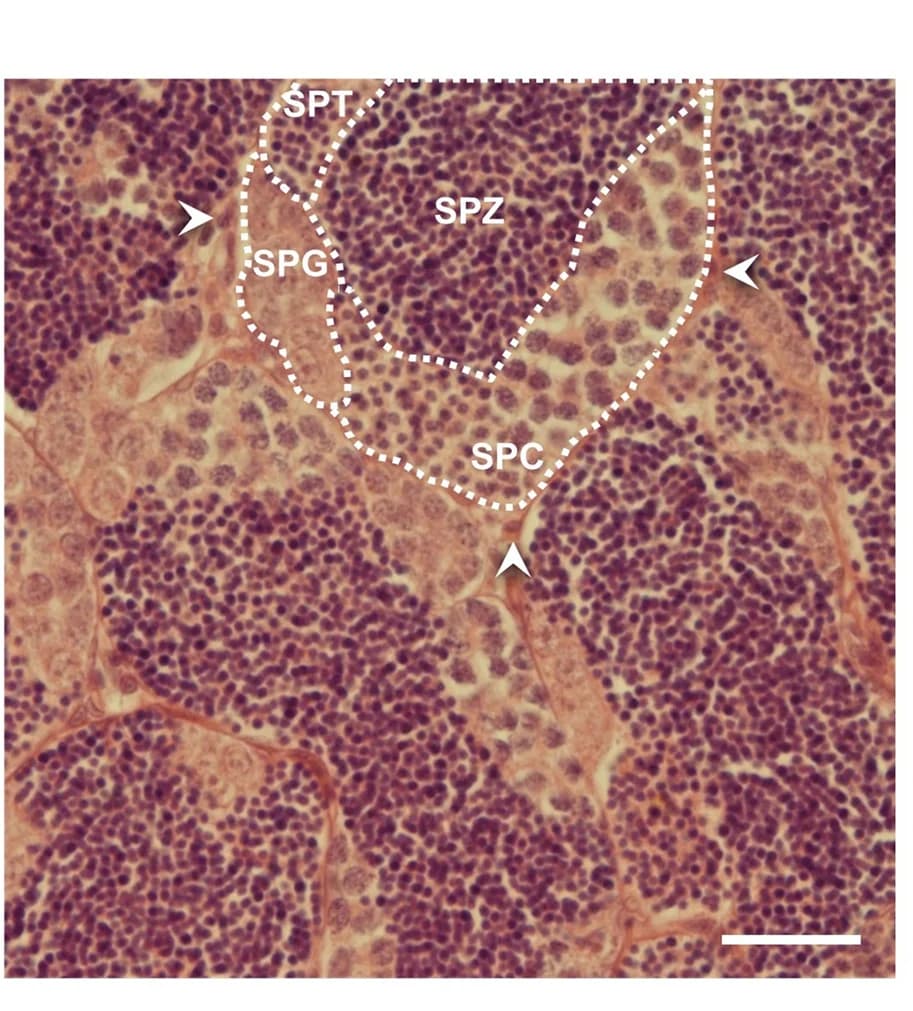 Open access visualization of Microscopy, Histological analysis, Testes sections, Spermatogonia, Spermatocytes