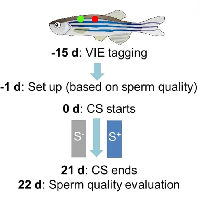 Open access visualization of Workflow, Illustration, Trial design, Zebrafish, Sperm