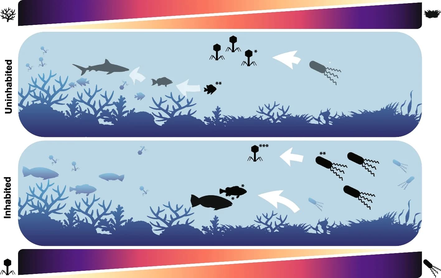 Open access visualization of Illustration, Workflow, Predation Pressure, Viruses, Fish Predators
