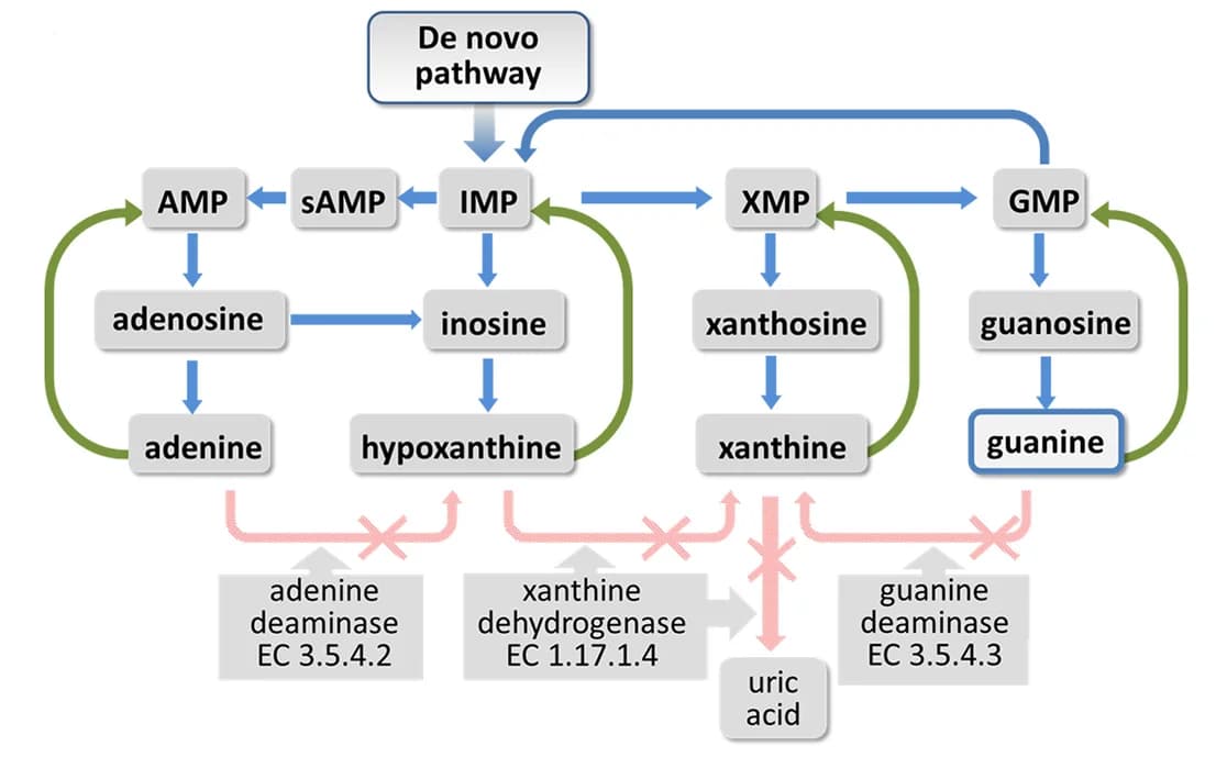 Open access visualization of Workflow, Flowchart, Pathway, Purine Metabolism, Metabolic Pathway