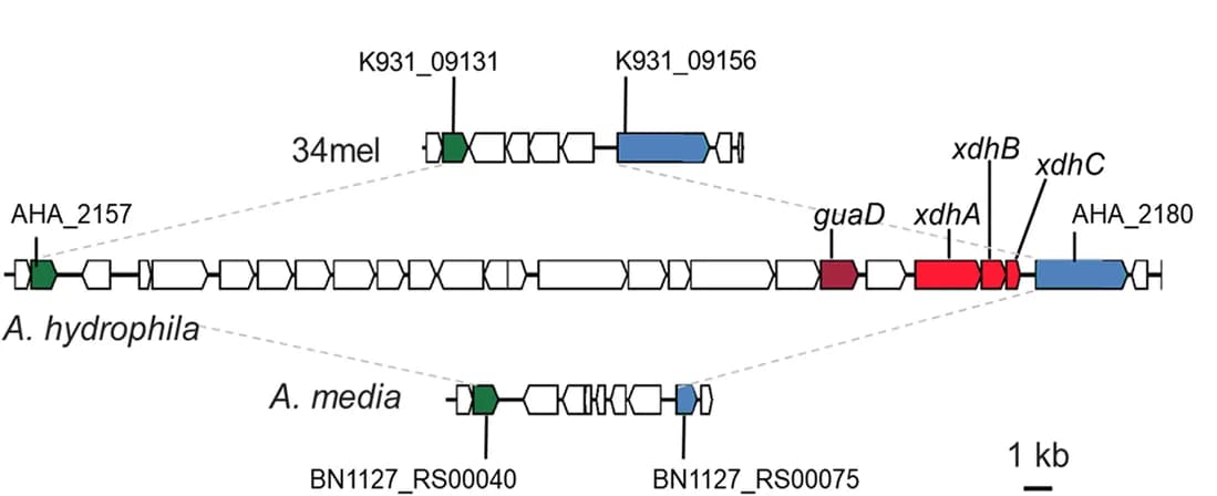 Open access visualization of Illustration, Genomic Region, Homologous Genes, Auxin Efflux Carrier, Extracellular Endonuclease