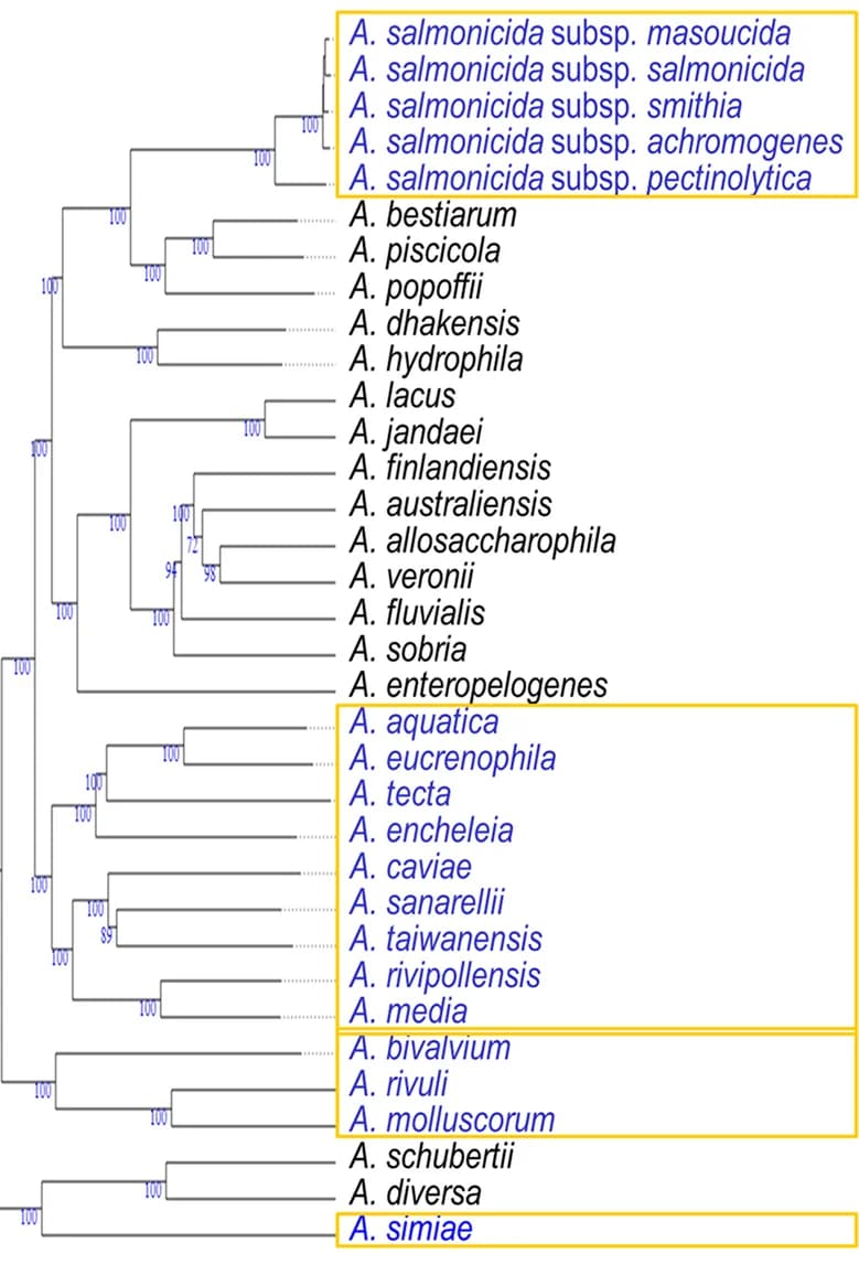 Open access visualization of Network, Pathway, Phylogenomic Tree, Aeromonas Species, Guanine Deaminase