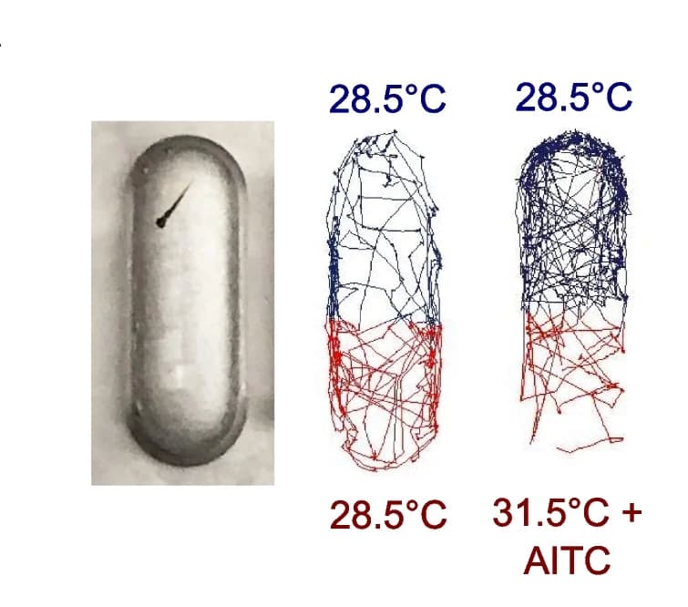Open access visualization of Line Plot, Zebrafish Larva, Temperature Choice Assay, Motion Tracking, AITC