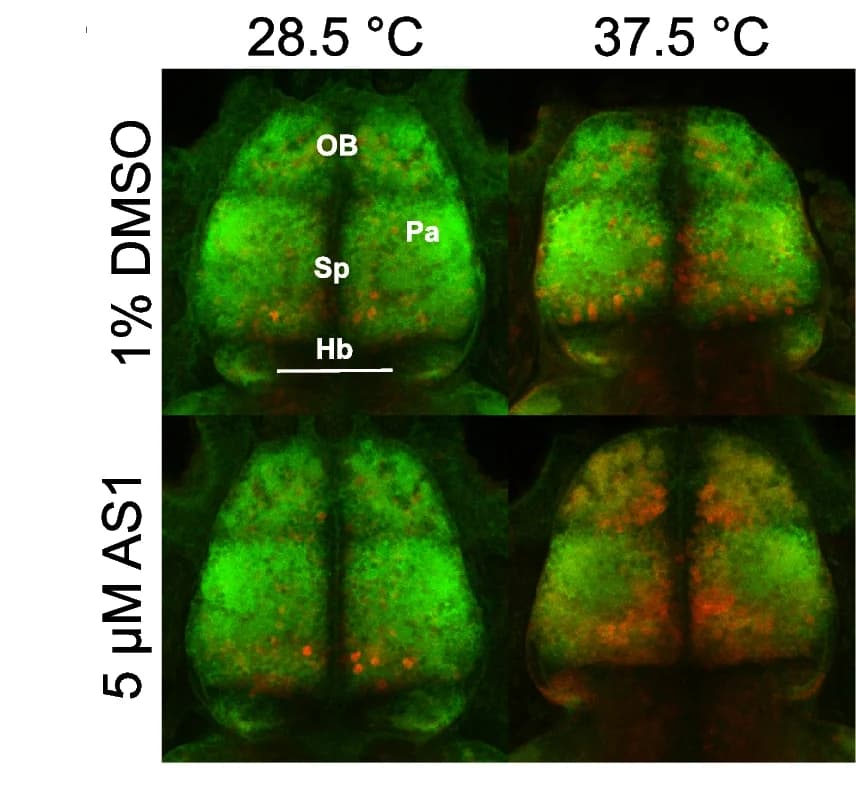 Open access visualization of Microscopy, Telencephalon, Zebrafish, DMSO, AS1