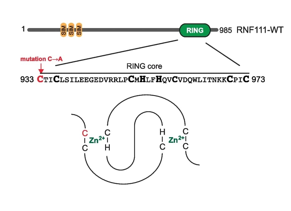 Open access visualization of Illustration, Chemical Structure, RNF111, SUMO-interacting motifs, RING domain