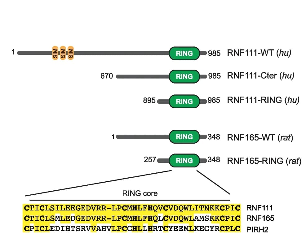 Open access visualization of Illustration, Flag-tagged Constructs, RNF111, RNF165, RING Core