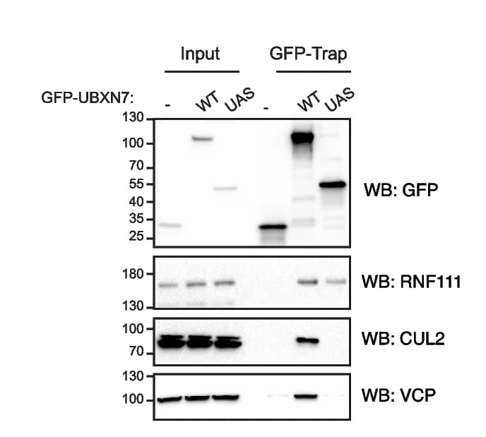 Open access visualization of Gel, UBXN7, RNF111, UAS Domain, Whole-cell Lysates