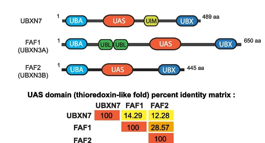 Open access visualization of Workflow, Heatmap, Domain Organization, UAS Domain, UBA-UBX Proteins