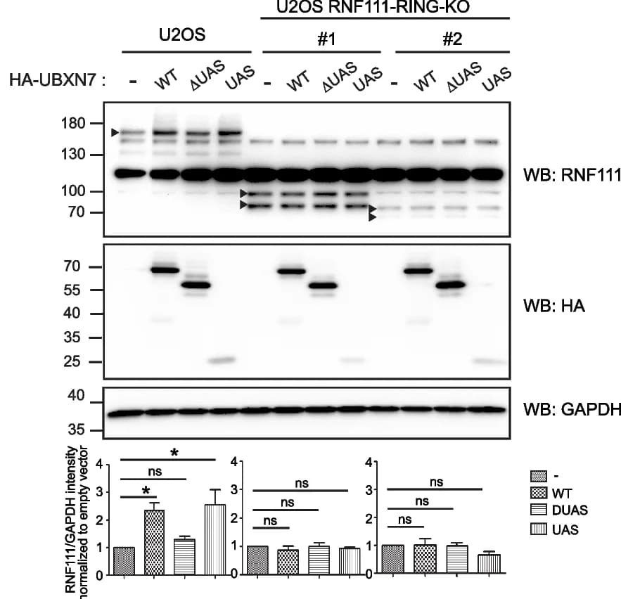 Open access visualization of Gel, Bar Plot, Error Bars, UBXN7, RNF111