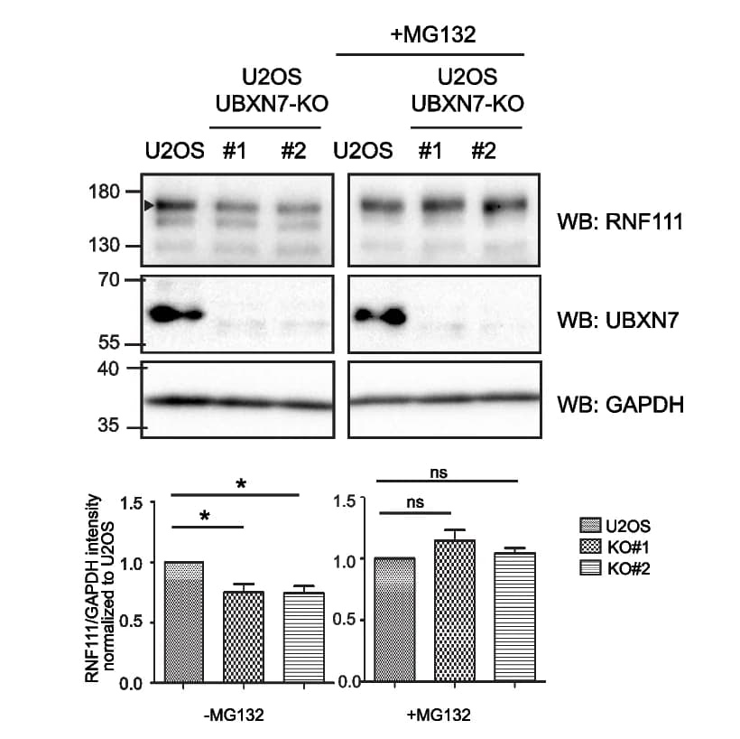 Open access visualization of Bar Plot, Error Bars, Gel, Western blotting, U2OS cells