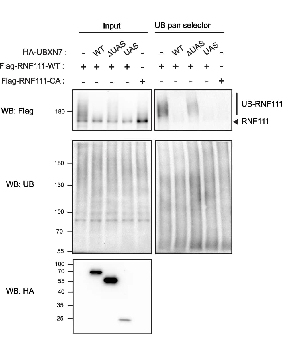 Open access visualization of Gel, UBXN7, RNF111, Auto-ubiquitylation, Cells