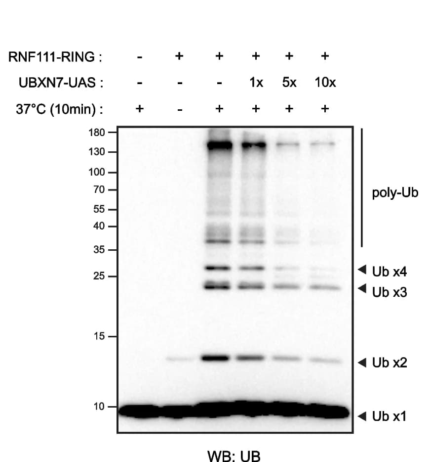 Open access visualization of Gel, UAS domain, Ubiquitin chains, RNF111-RING domain, In vitro