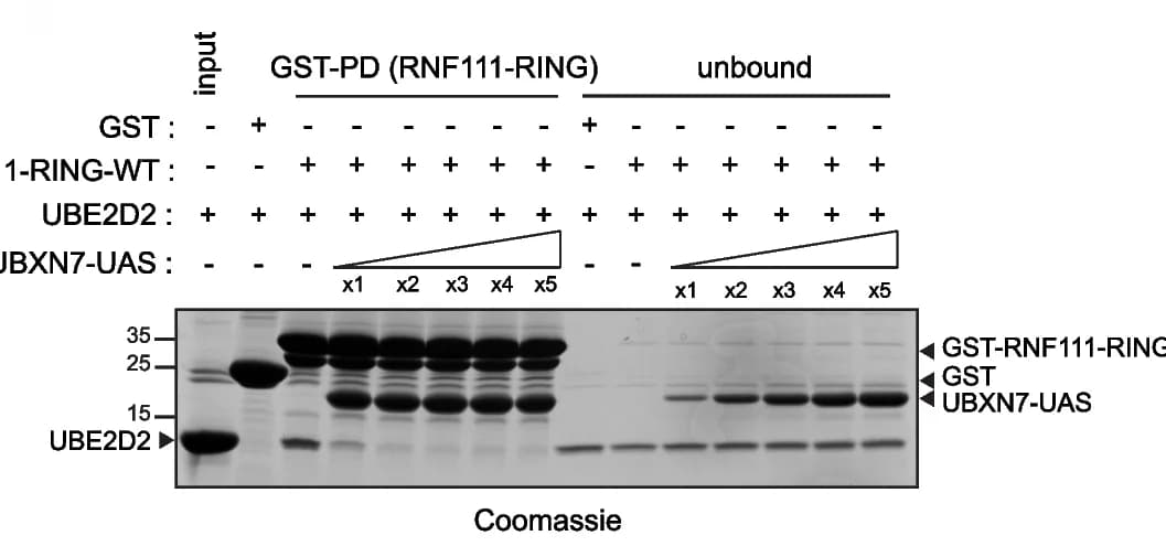 Open access visualization of Gel, UBE2D2, GST-RNF111-RING, UBXN7-UAS, GST pull-down