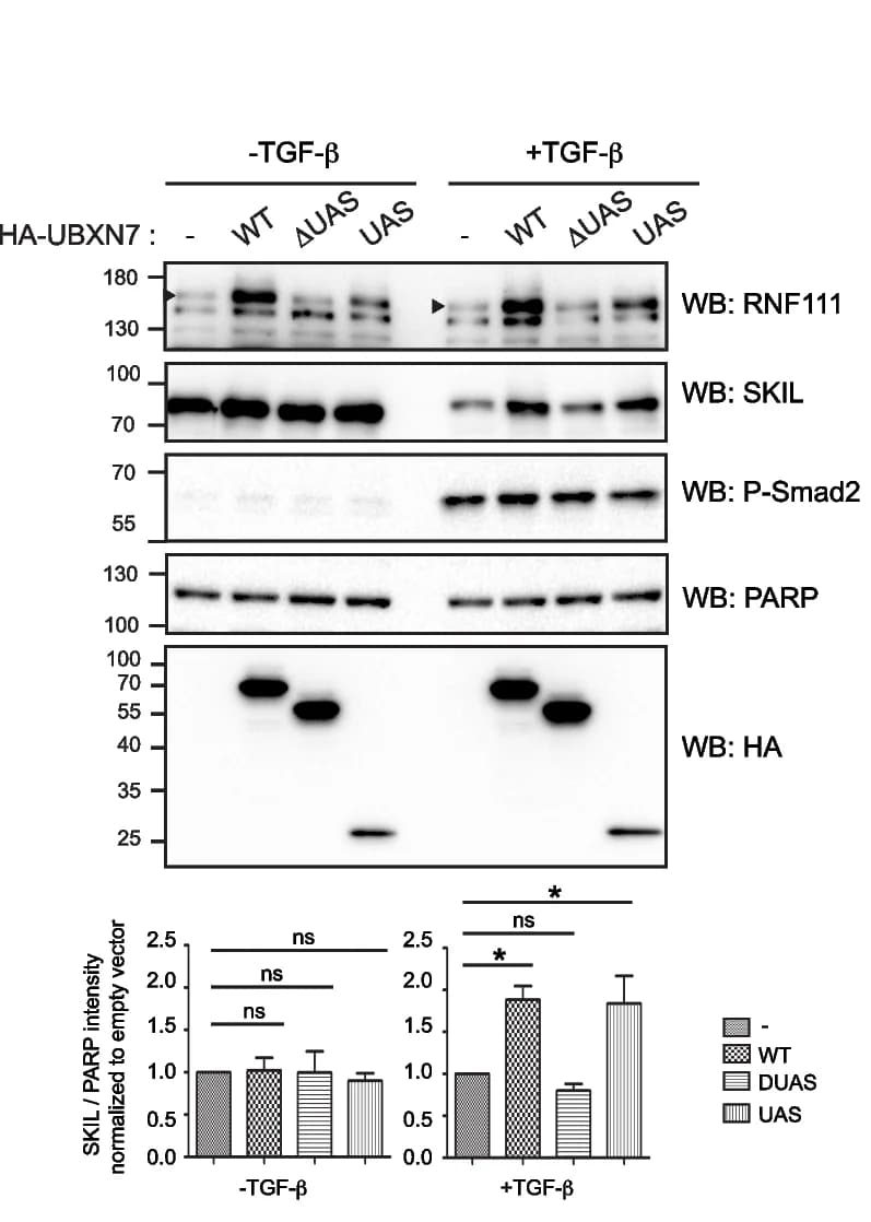 Open access visualization of Bar Plot, Gel, UBXN7, SKIL, TGF-β