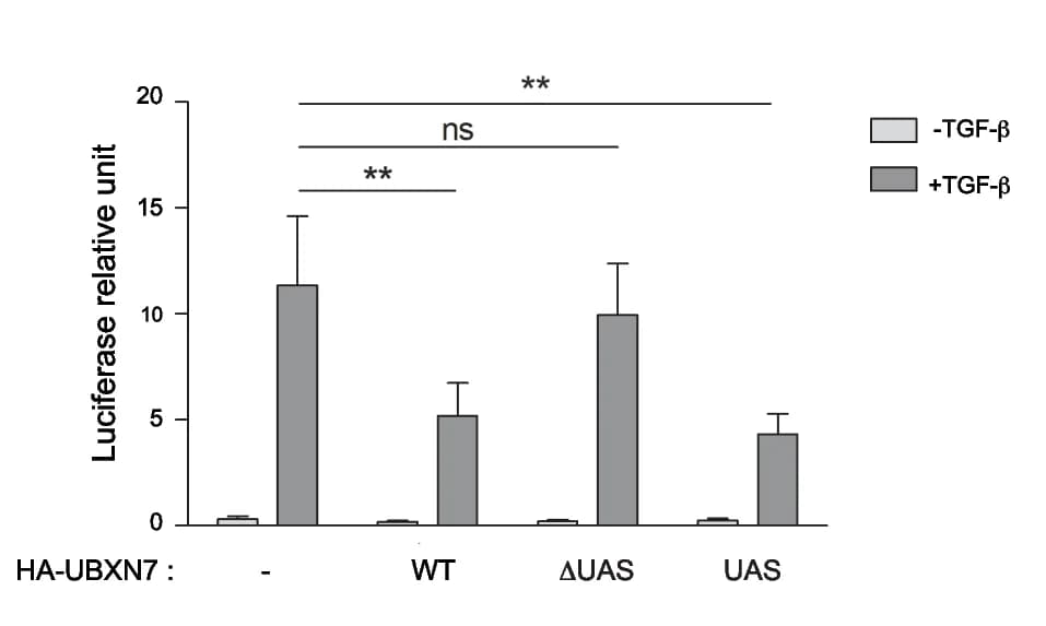 Open access visualization of Bar Plot, Error Bars, Clustered, UBXN7, TGF-β