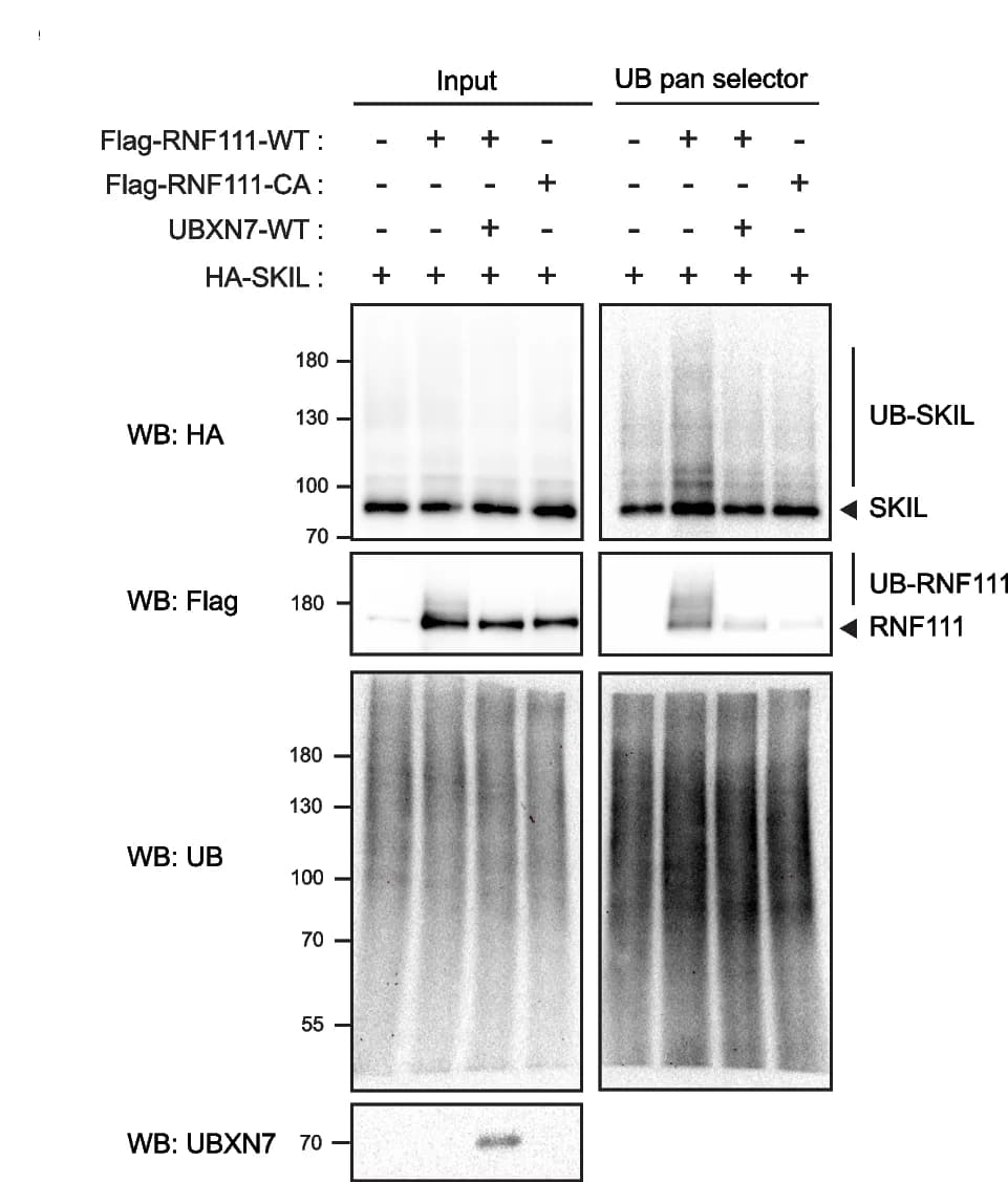 Open access visualization of Gel, UBXN7, SKIL, RNF111, Ubiquitylation
