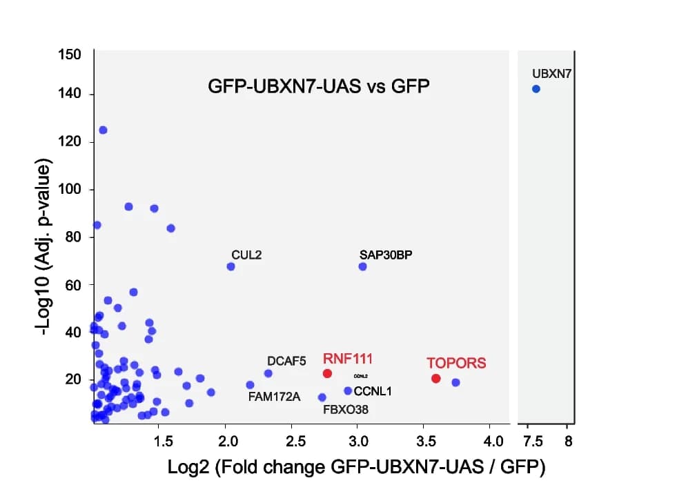 Open access visualization of Scatter Plot, Volcano Plot, GFP-UBXN7-UAS, GFP Interactome, HEK-293 Cells