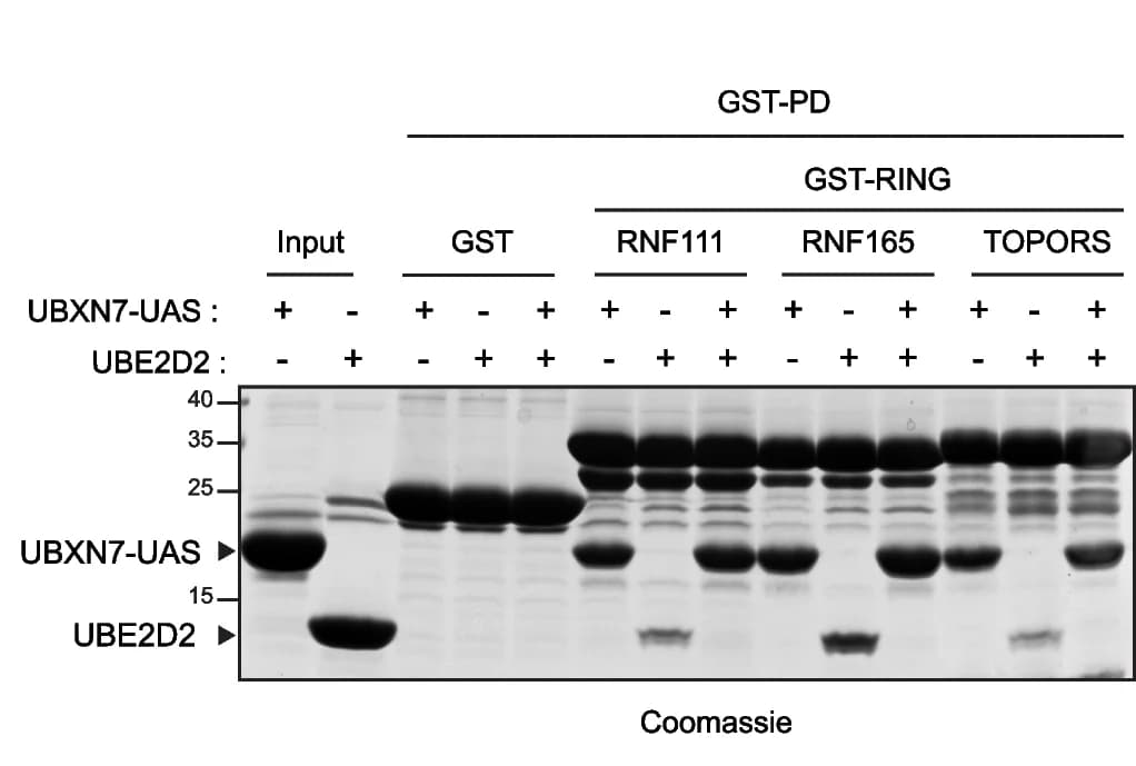 Open access visualization of Gel, UAS Domain, UBE2D2, TOPORS RING Domain, GST Pull-Down