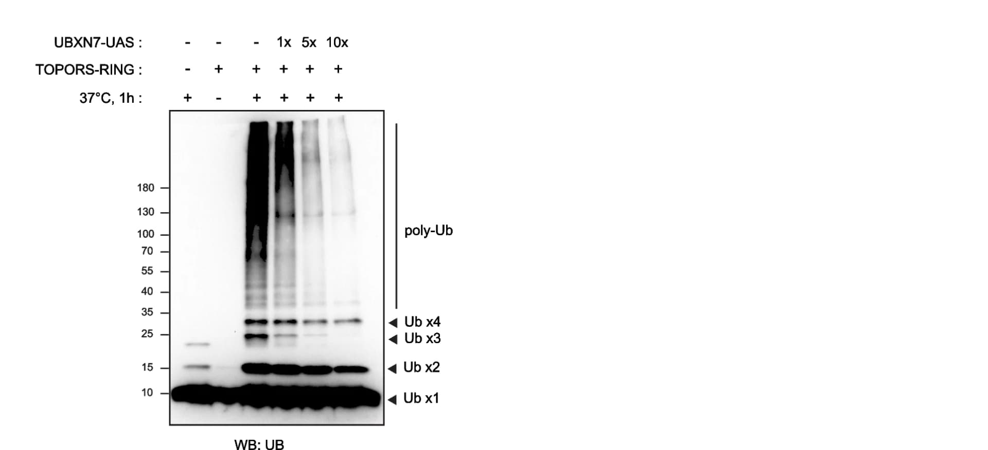 Open access visualization of Gel, UAS Domain, Ubiquitin Chain Formation, TOPORS RING Domain, UBE1