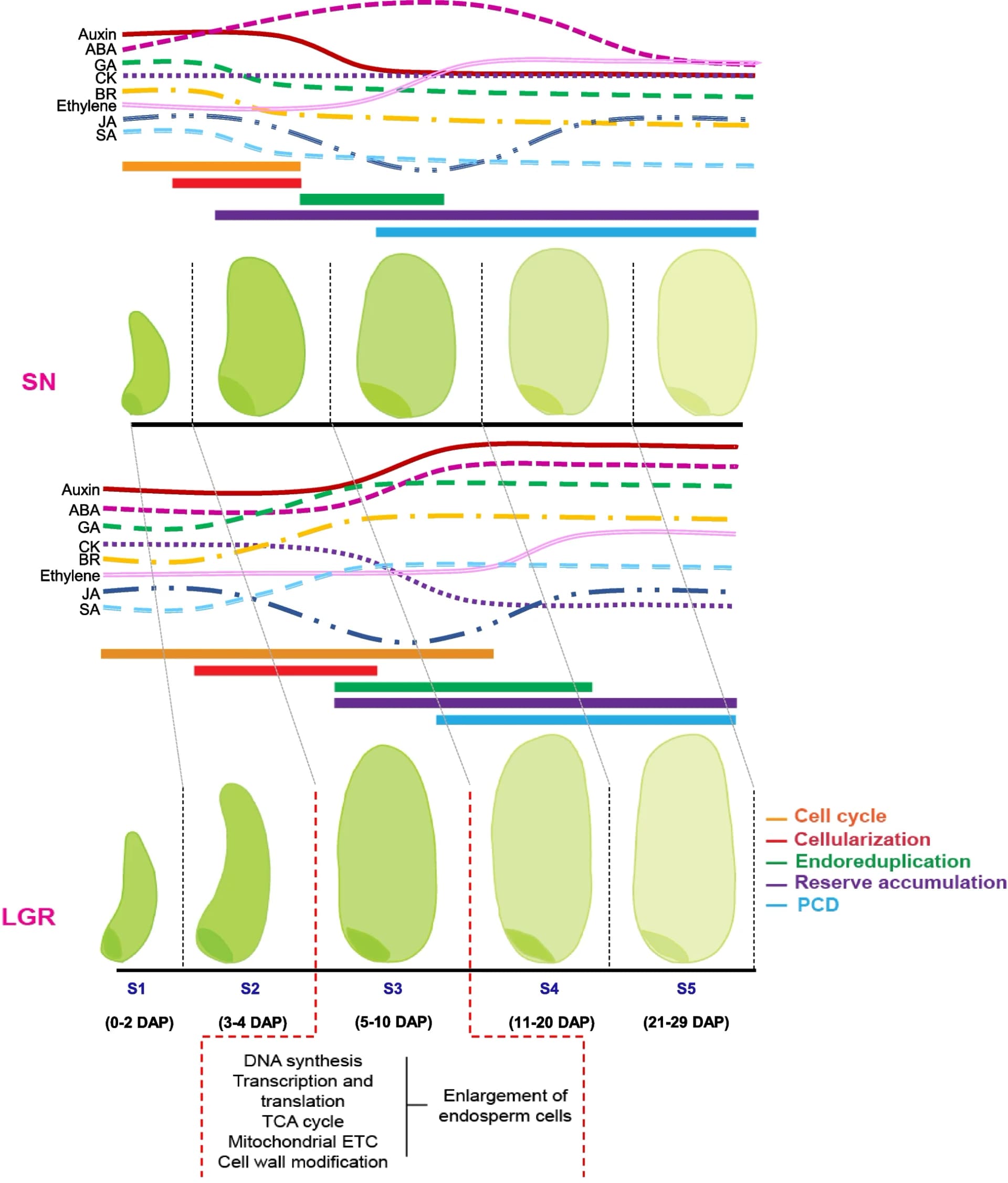 Open access visualization of Line Plot, Illustration, Seed Size Regulation, Seed Development, Cell Cycle