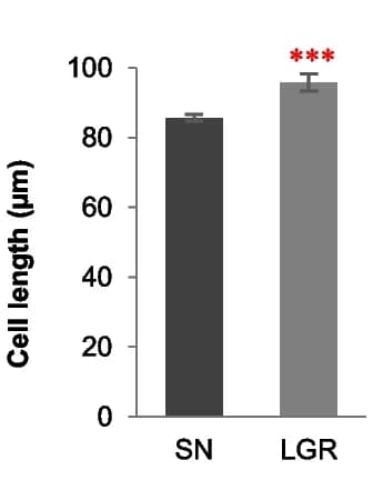 Open access visualization of Bar Plot, Error Bars, Cell Length, Husks