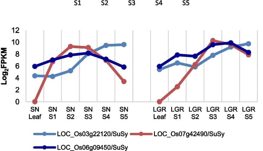 Open access visualization of Line Plot, Gene Expression, Sucrose Synthase, Seed Tissue