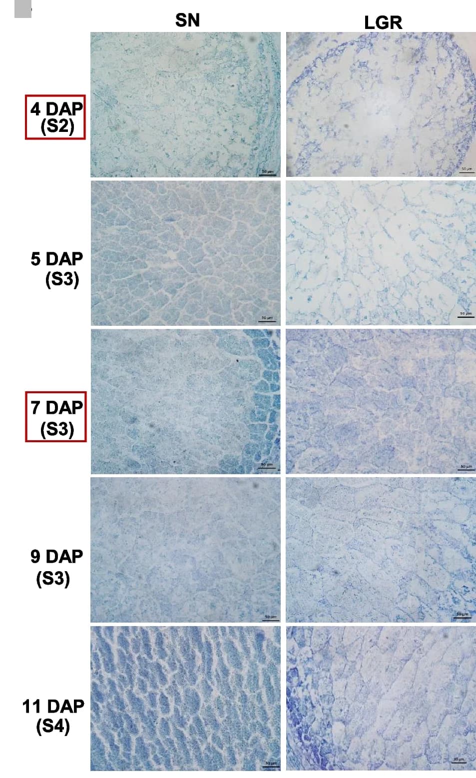 Open access visualization of Microscopy, CBB Staining, Endosperm, Seed Development, SN