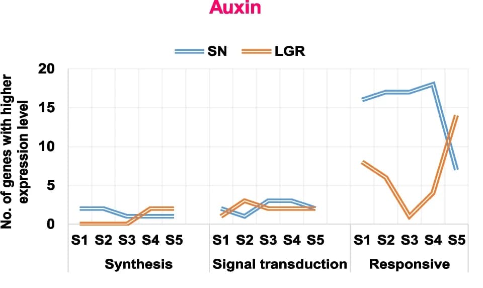 Open access visualization of Line Plot, Gene Expression, Hormone Signaling, Auxin, Seed Development
