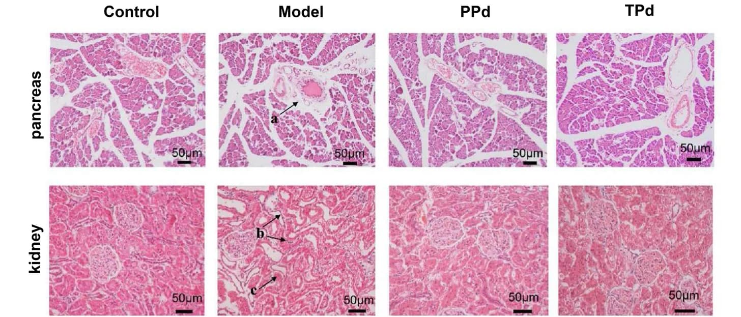 Open access visualization of Microscopy, H&E staining, Pancreas, Kidney, Islet tissue