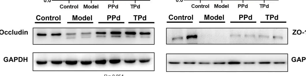 Open access visualization of Gel, Western blot, Densitometric analyses, Occludin, Claudin-1