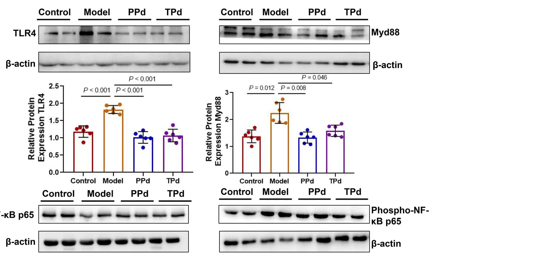 Open access visualization of Bar Plot, Error Bars, Gel, Western Blot, Densitometric Analyses