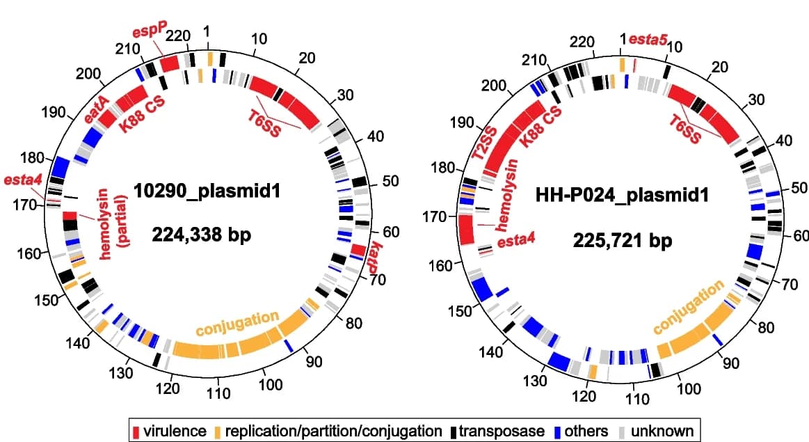Open access visualization of Illustration, Virulence Plasmids, Circular Maps, C-I strains