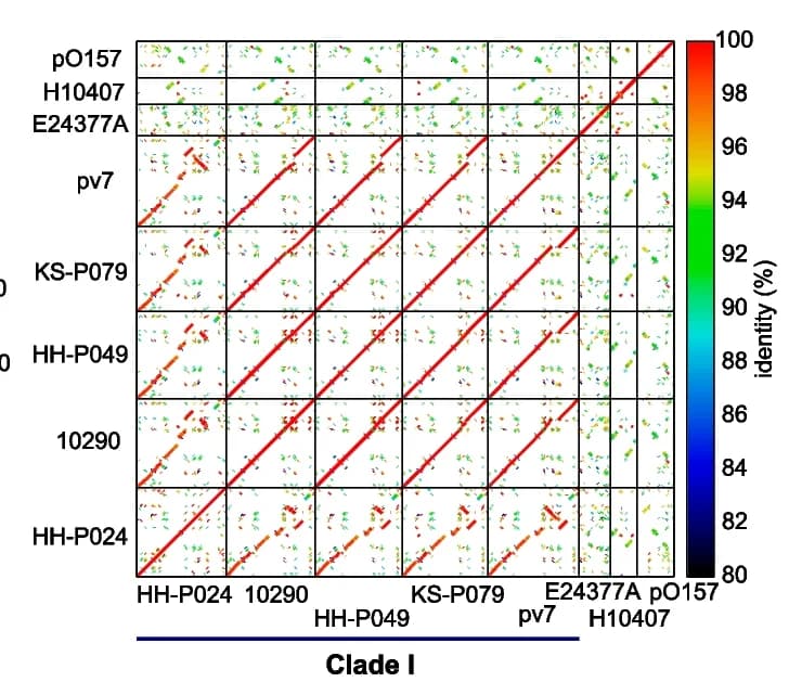 Open access visualization of Heatmap, Dot-plot Matrices, Virulence Plasmids, C-I strains, ETEC strains