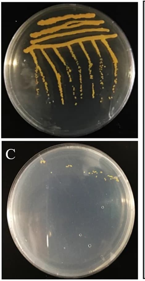 Open access visualization of Photo, Gel, Sphingomonas, 2xYT Agar Plates, Colony Characteristics