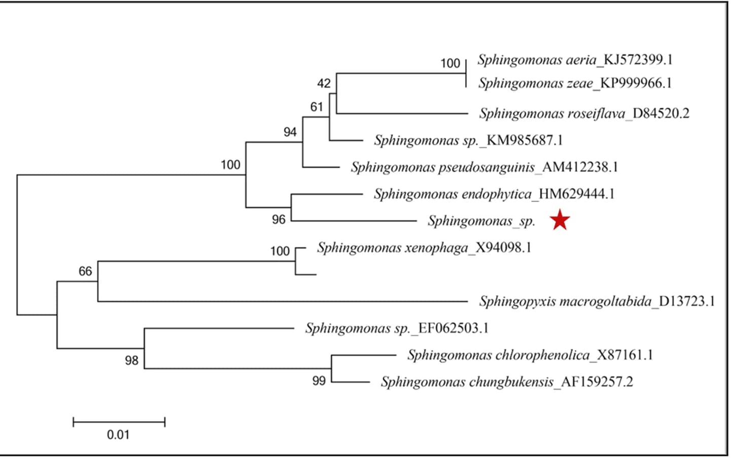 Open access visualization of Network, Pathway, Sphingomonas, Phylogenetic Relationships, Symbiotic Strain