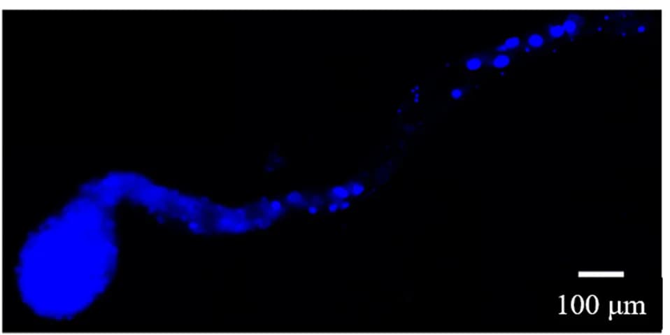 Open access visualization of Microscopy, A. gossypii, Gut Organization, Sphingomonas, Localization