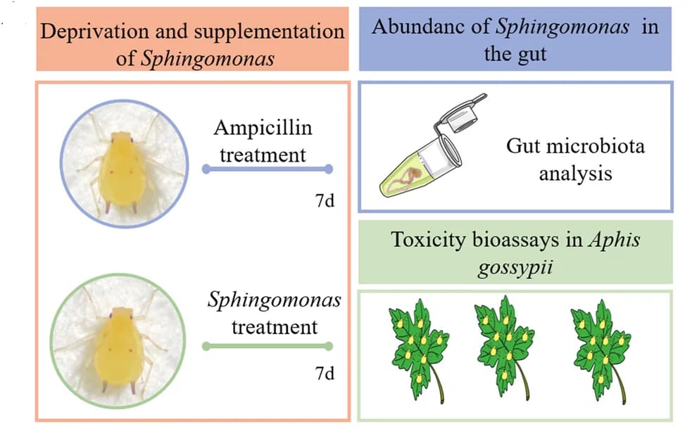 Open access visualization of Workflow, Illustration, Experimental design, Apterous adult aphids, IMI-S strain