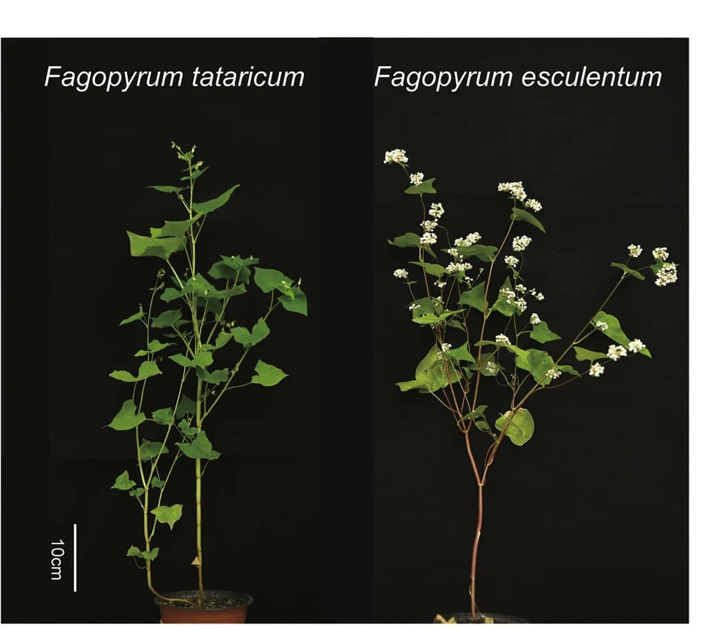 Open access visualization of Photo, Plants, F. tataricum, F. esculentum, Cultivar