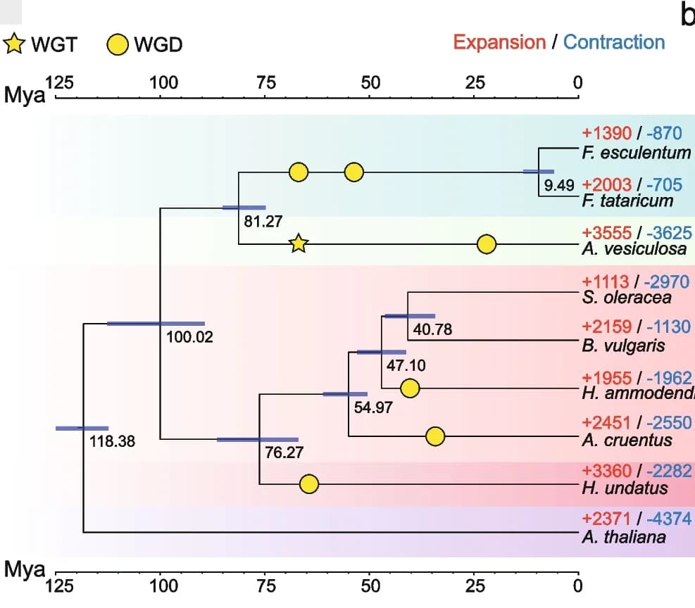 Open access visualization of Line Plot, Error Bars, Phylogenetic Tree, Buckwheat, Divergence Time