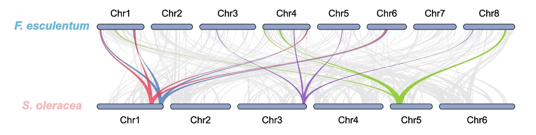 Open access visualization of Chord, Network, Collinear Relationship, F. esculentum, S. oleracea