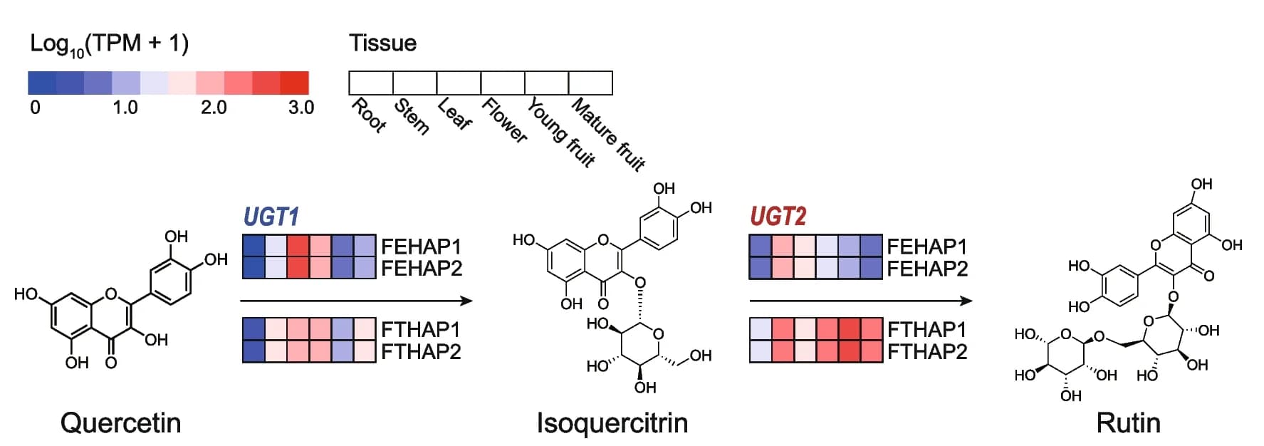 Open access visualization of Workflow, Heatmap, Illustration, Flavonoid Biosynthetic Pathway, Enzyme-Coding Genes