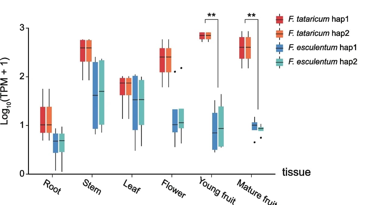 Open access visualization of Box Plot, Gene Expression, UGT2, Tissues, F. tataricum